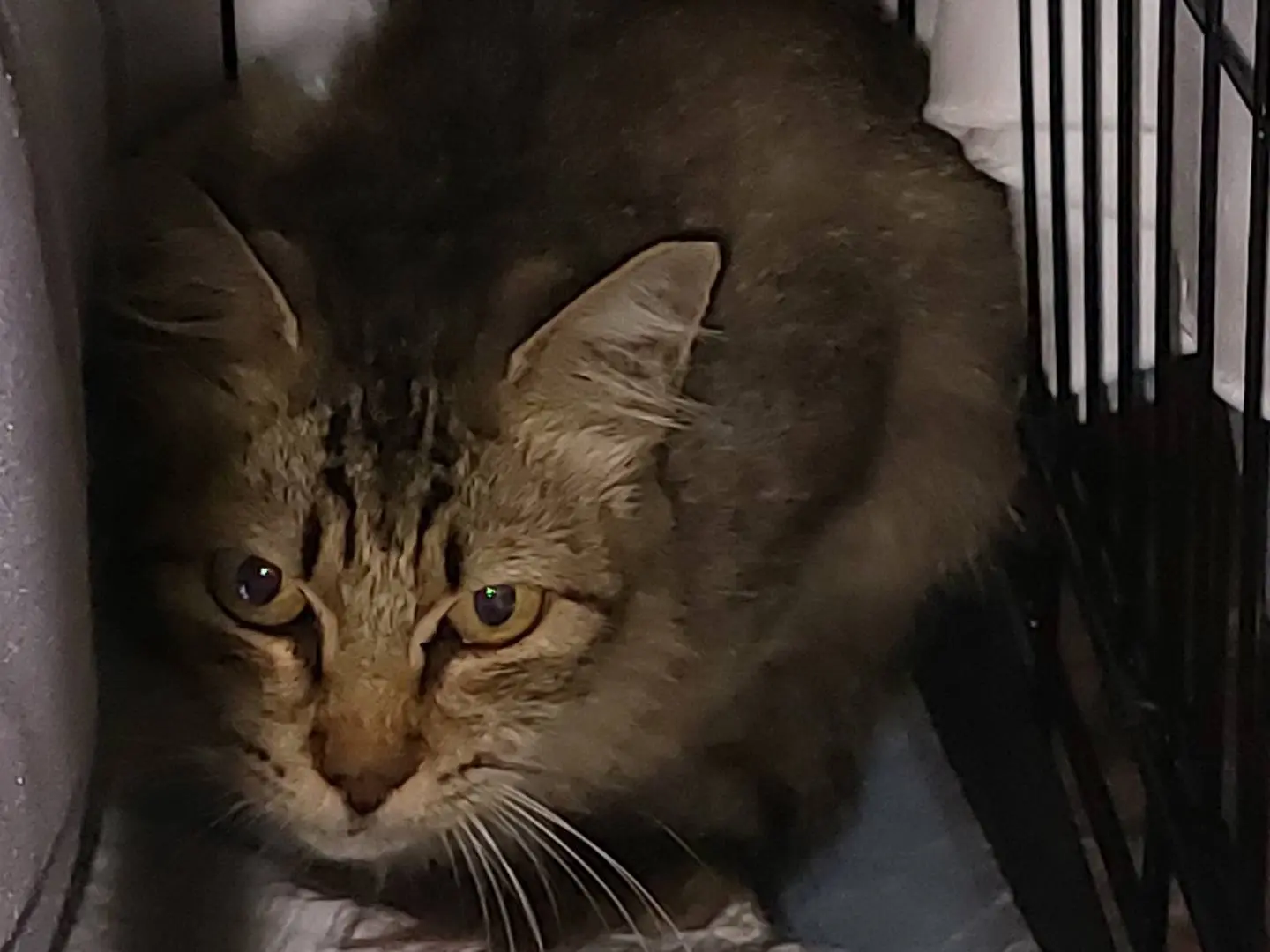 Adotta un gatto, femmina, 6 anni e 6 mesi, Oristano
