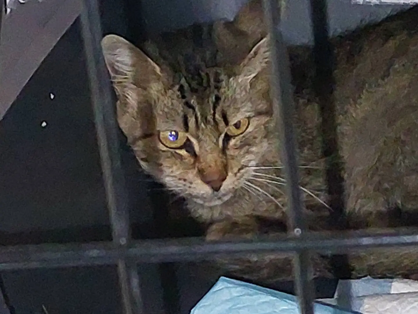 Adozione gatto, femmina, Razza sconosciuta Razza sconosciuta, 6 anni e 6 mesi, taglia non valida, Oristano
