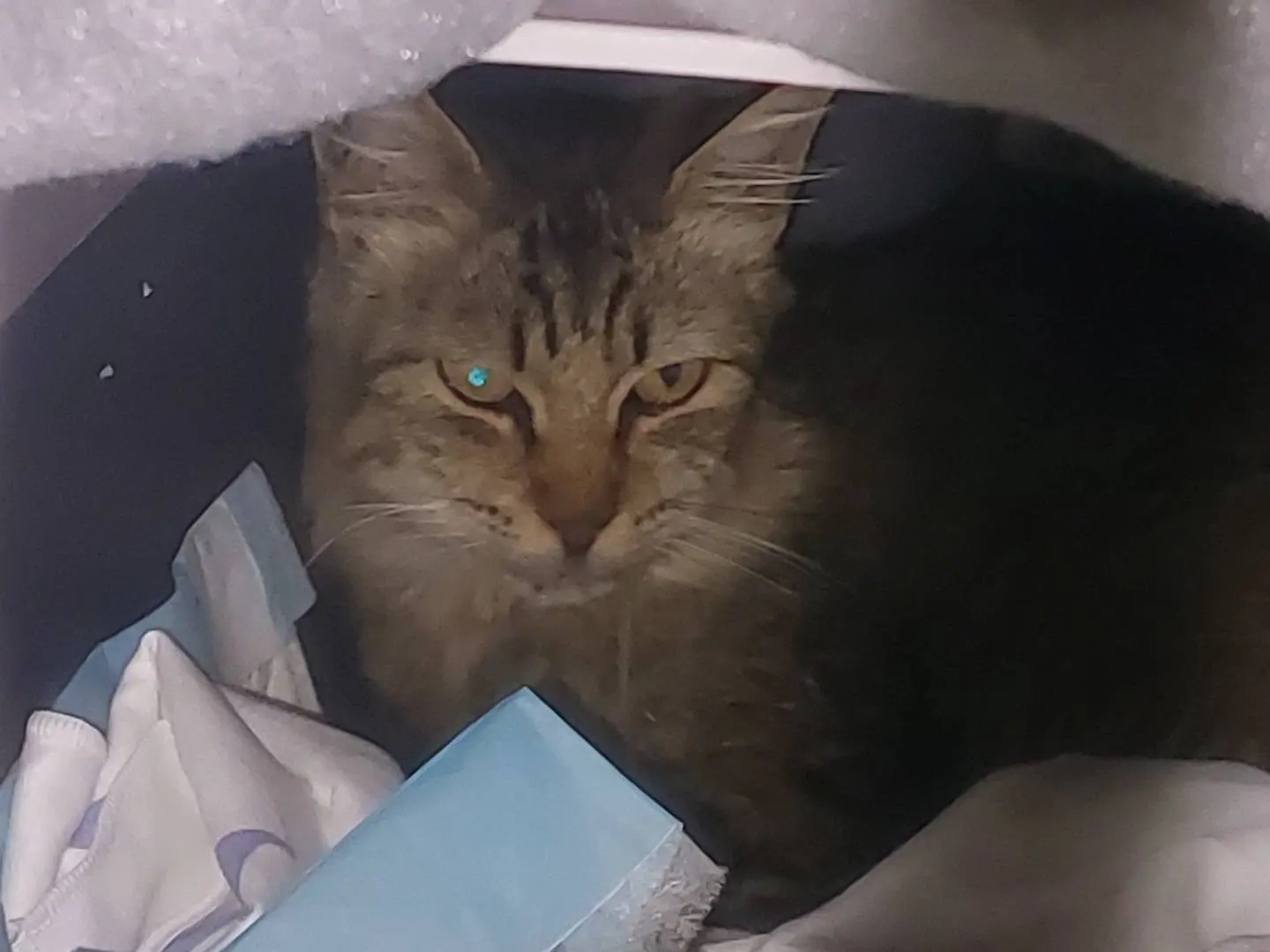 Vuoi adottare un gatto a Oristano?