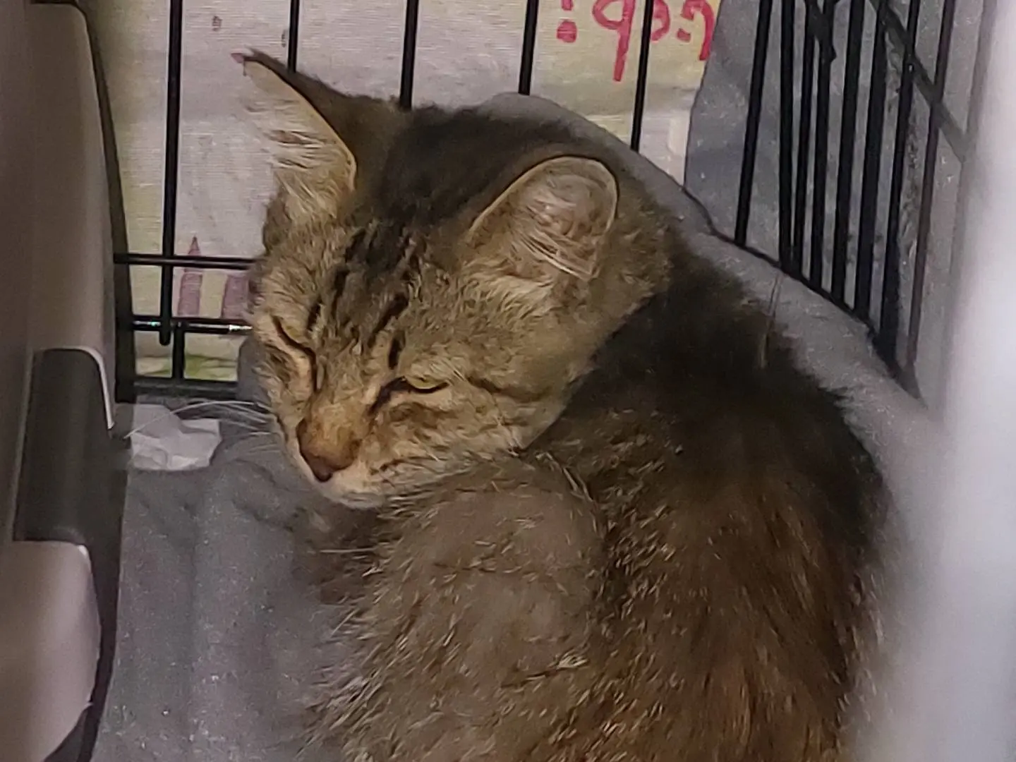 Adotta il gatto Tilde a Oristano