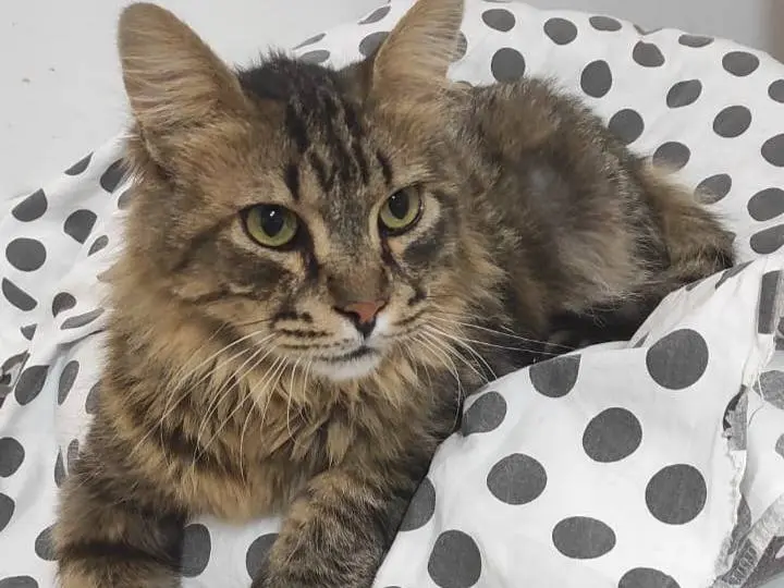 Adozione gatto, maschio, Razza sconosciuta Razza sconosciuta, 9 anni e 9 mesi, taglia non valida, Brescia
