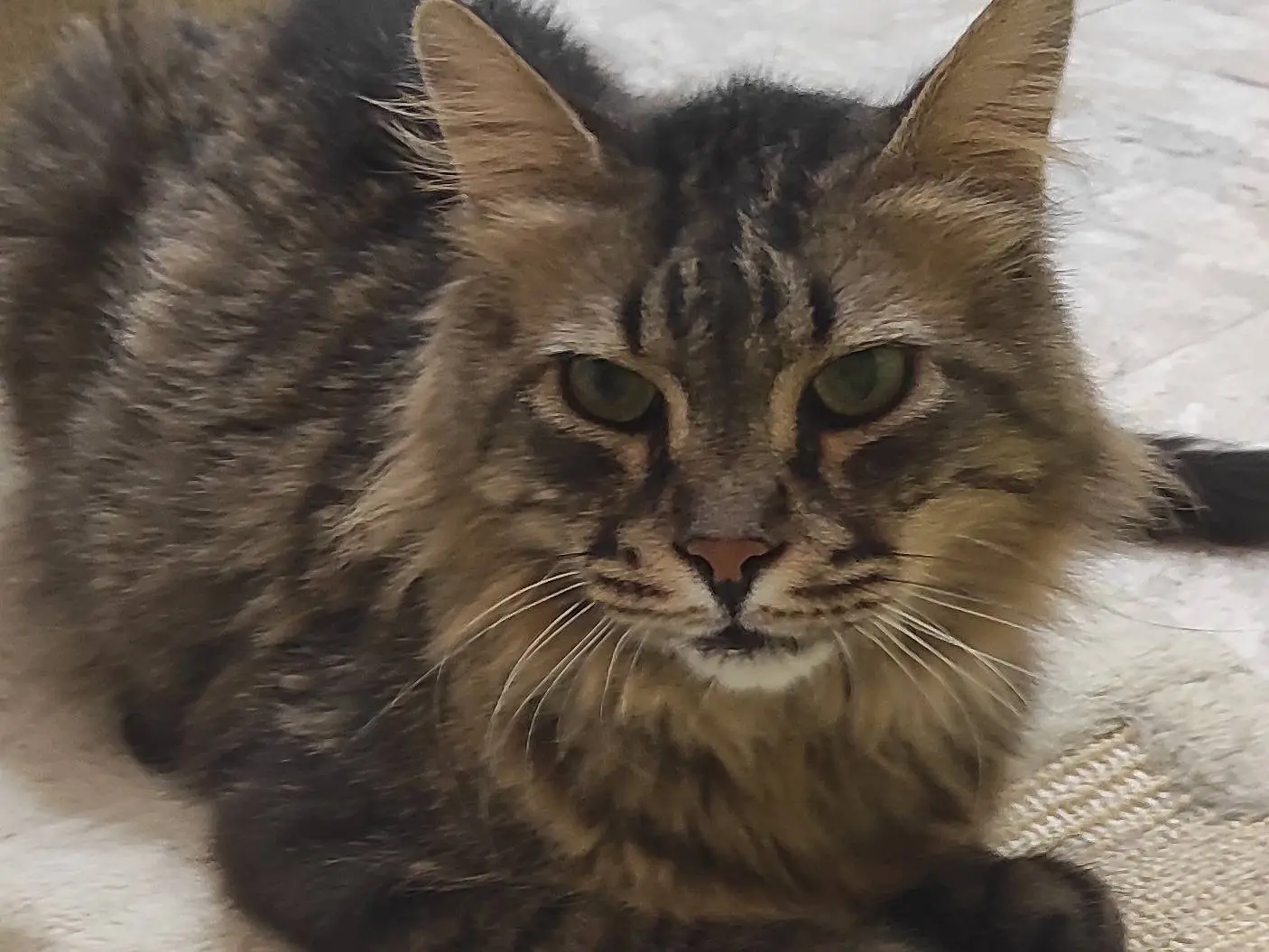 Adotta un gatto, maschio, 9 anni e 9 mesi, Brescia