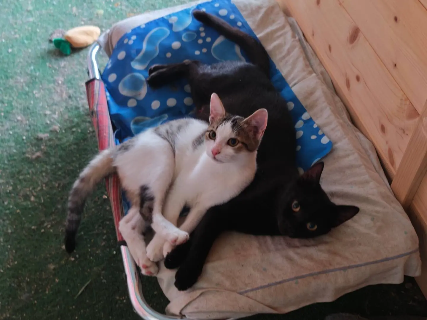 Adotta un gatto, taglia non valida, maschio, Caserta