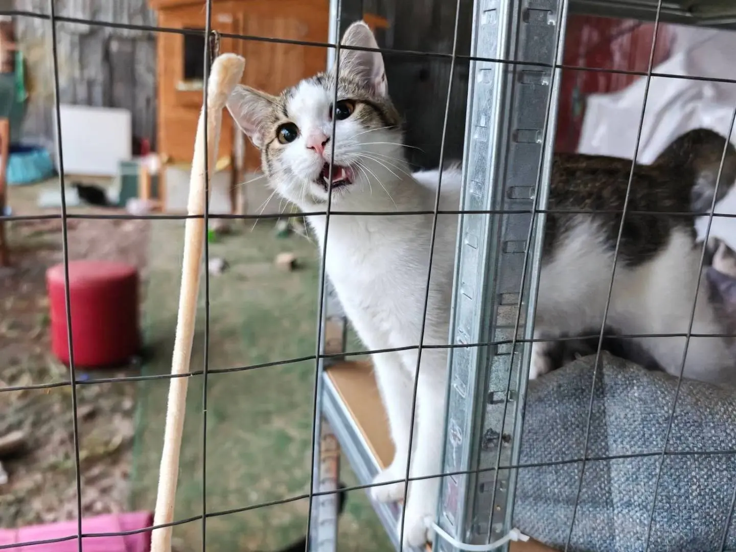 Adozione gatto, maschio, Razza sconosciuta Razza sconosciuta, 5 mesi, taglia non valida, Caserta