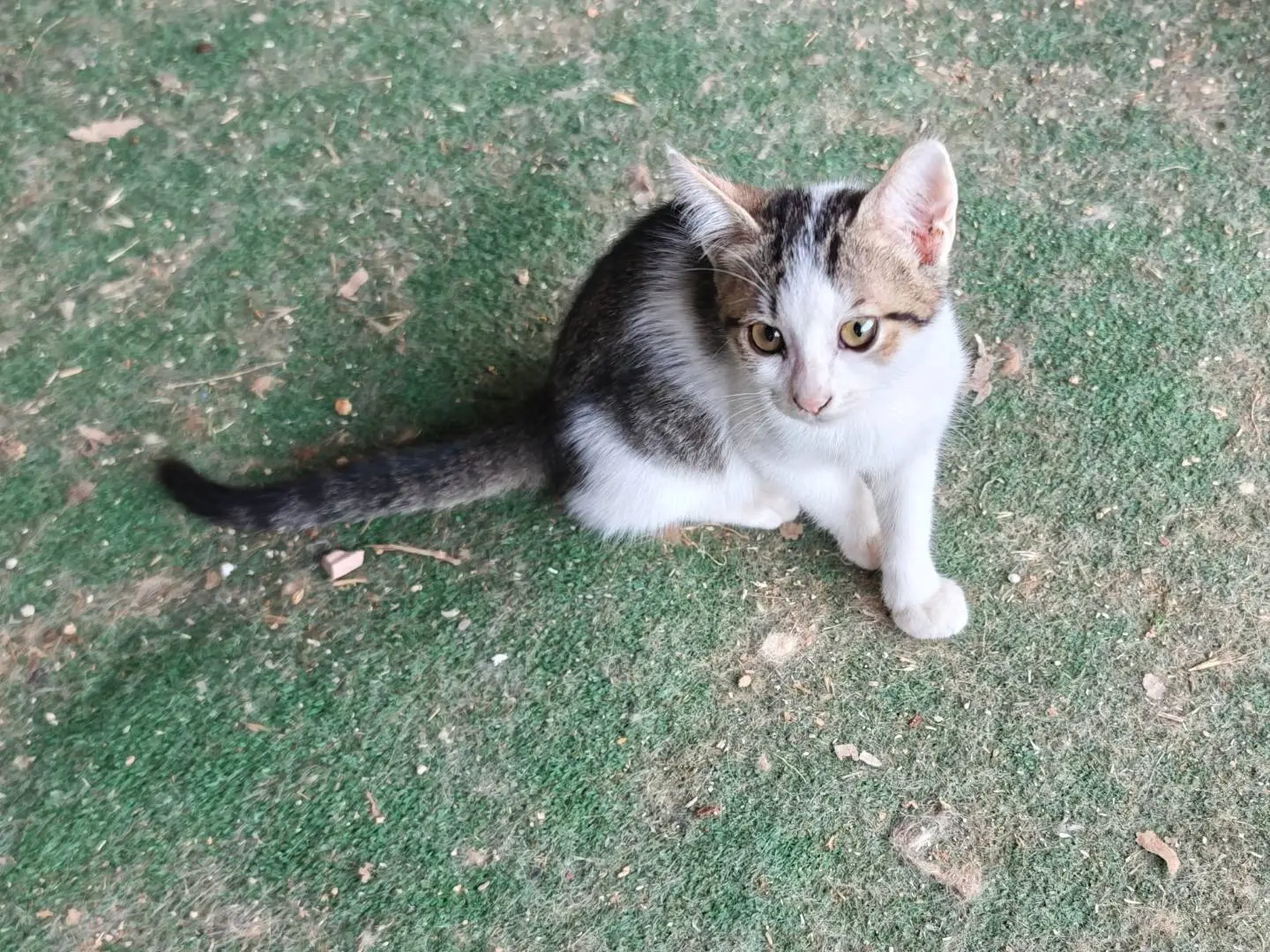 Adotta un gatto, maschio, 5 mesi, Caserta