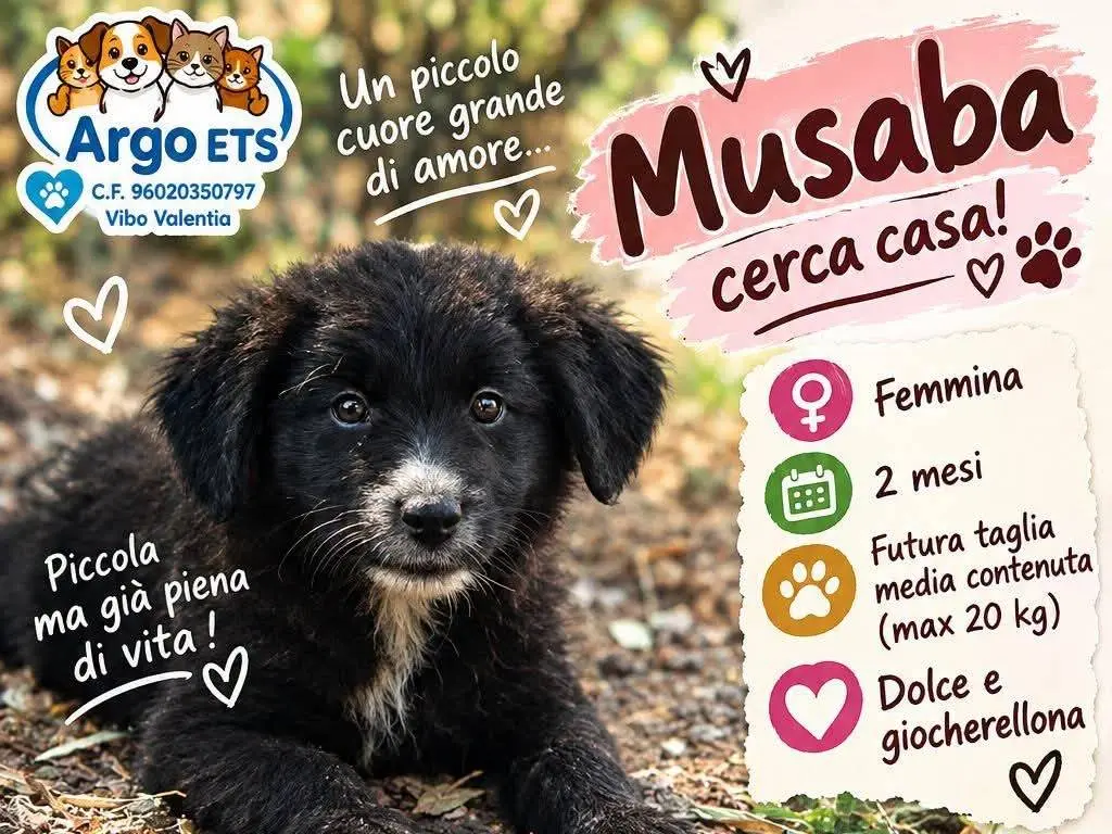Adozione cane, femmina, Razza sconosciuta Razza sconosciuta, 3 mesi, taglia media, Vibo