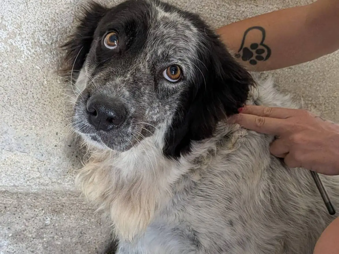 Adotta un cane, femmina, 3 anni e 2 mesi, Biella