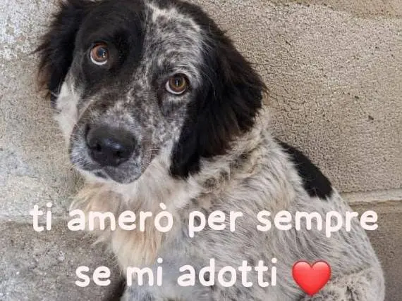 Foto 1 dell'animale
