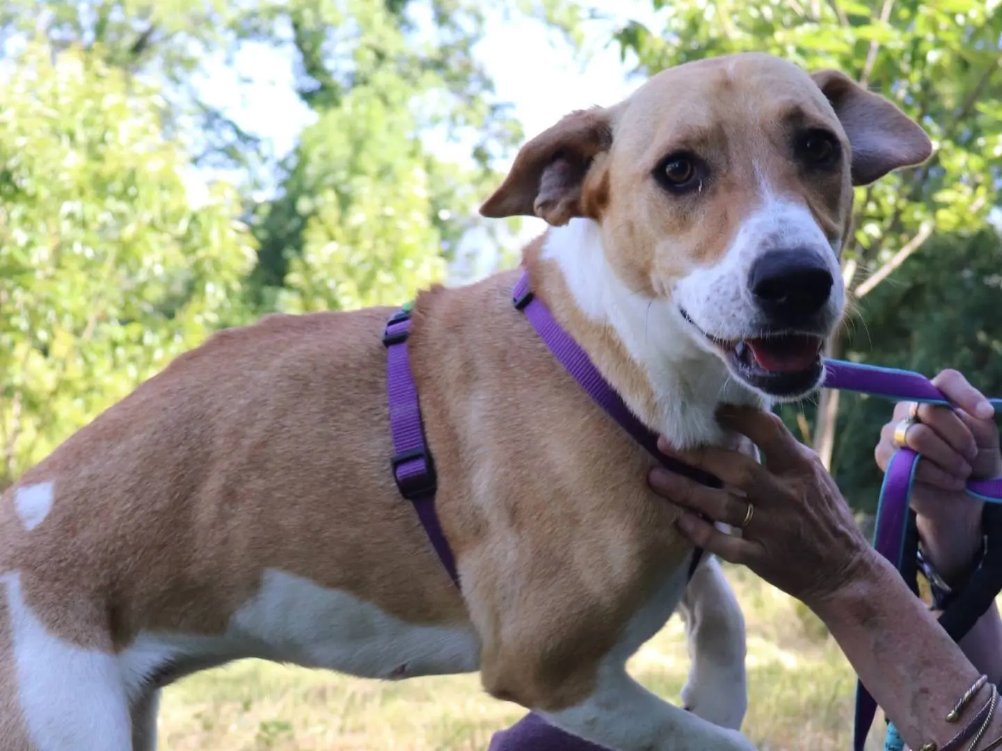 Adotta un cane, femmina, 2 anni e 7 mesi, Cuneo