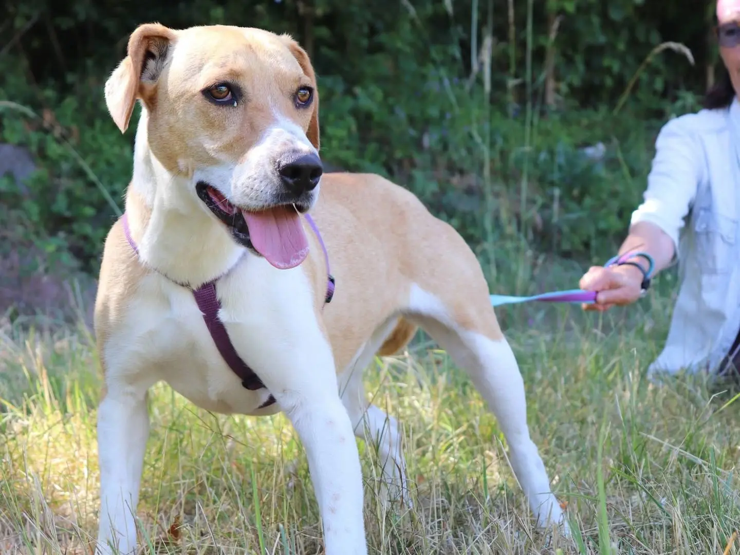 Adozione cane, femmina, Razza sconosciuta Razza sconosciuta, 2 anni e 7 mesi, taglia media, Cuneo