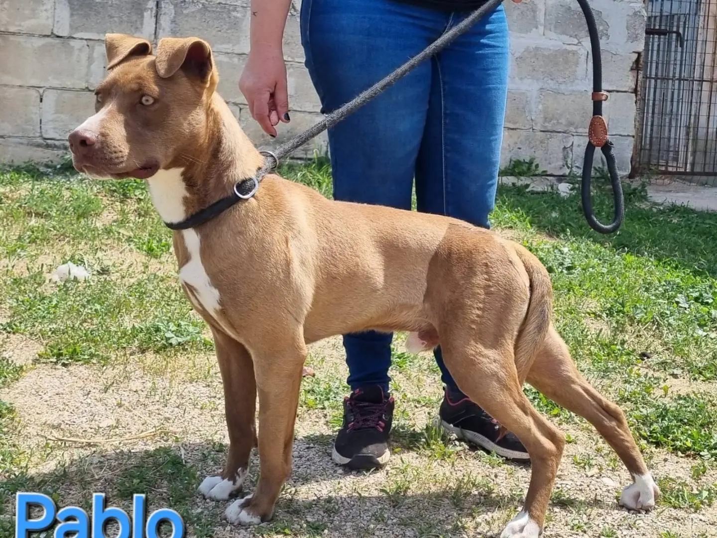 Adotta un cane, maschio, 3 anni e 9 mesi, Taranto