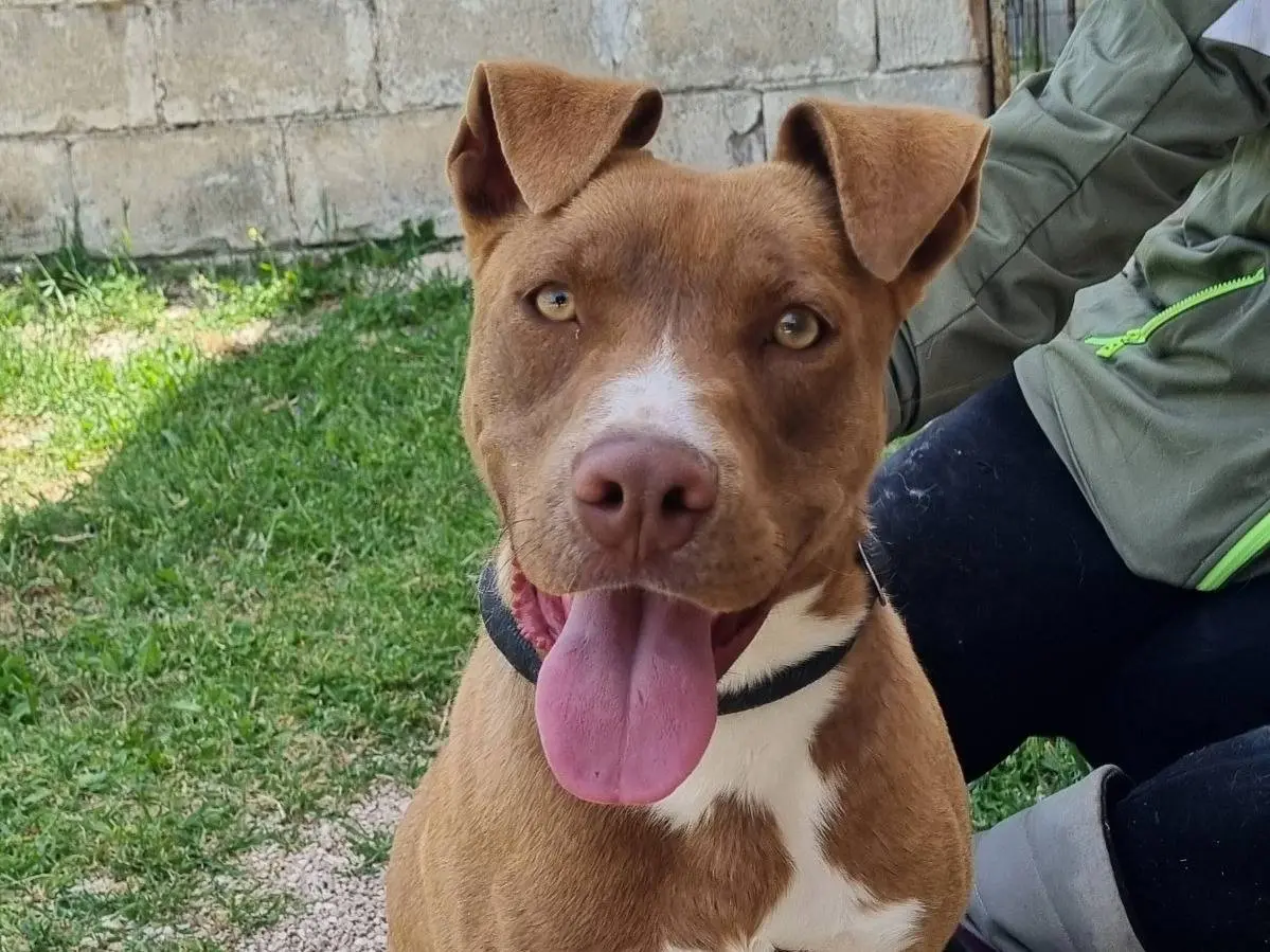 Adozione cane, maschio, Pitbull Razza sconosciuta, 3 anni e 9 mesi, taglia media, Taranto