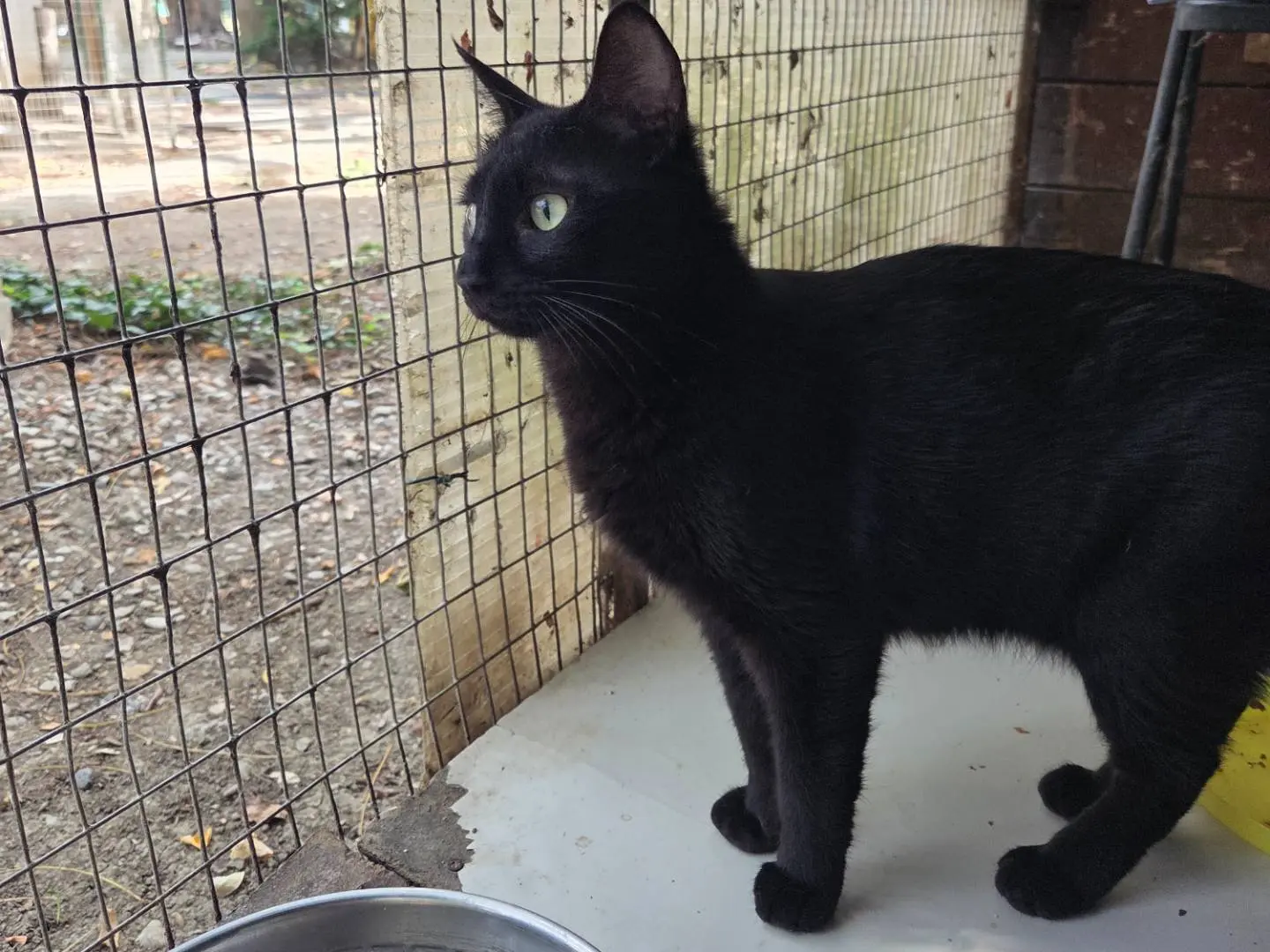 Adotta un gatto, femmina, 1 anno e 5 mesi, Parma