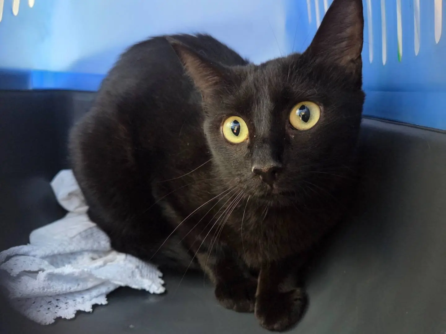 Adozione gatto, femmina, Razza sconosciuta Razza sconosciuta, 1 anno e 5 mesi, taglia non valida, Parma