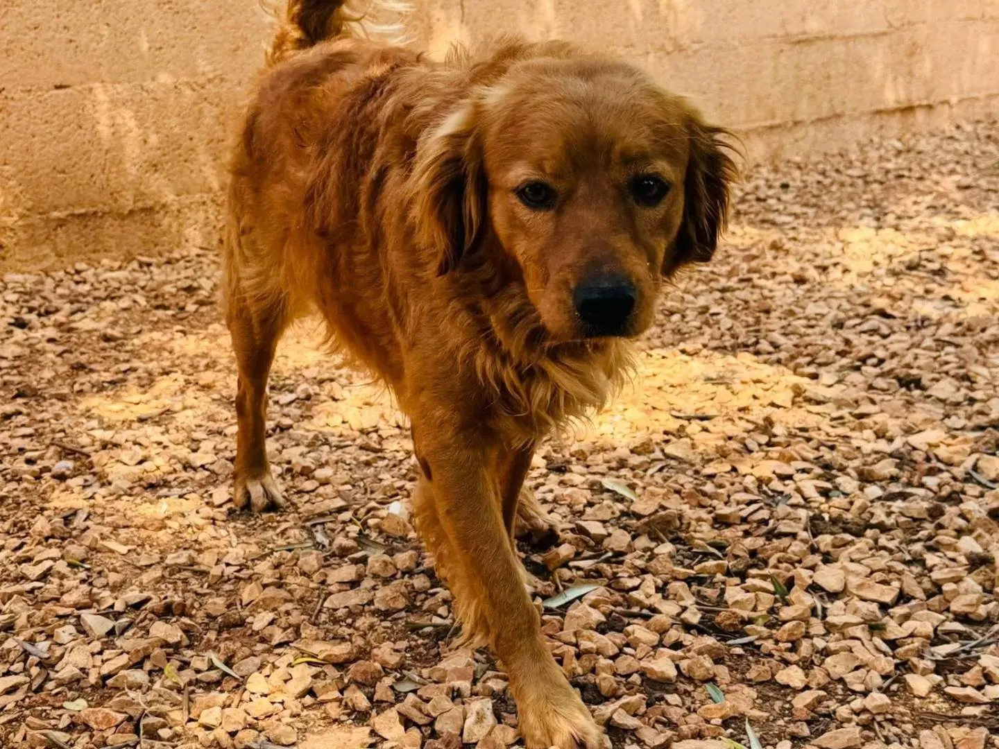 Adozione cane, maschio, Razza sconosciuta Razza sconosciuta, 4 anni e 5 mesi, taglia media contenuta, Matera