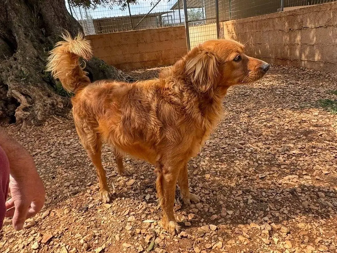 Adotta un cane, maschio, 4 anni e 5 mesi, Matera
