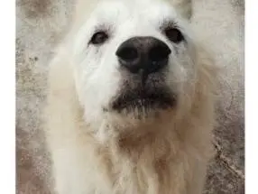 Adotta un cane, maschio, 10 anni e 3 mesi, Viterbo