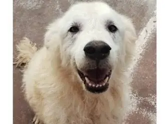 Adozione cane, maschio, Pastore maremmano Razza sconosciuta, 10 anni e 3 mesi, taglia grande, Viterbo