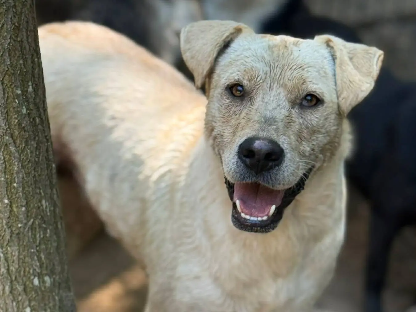 Adotta il cane BLANCA e BLESS a Firenze