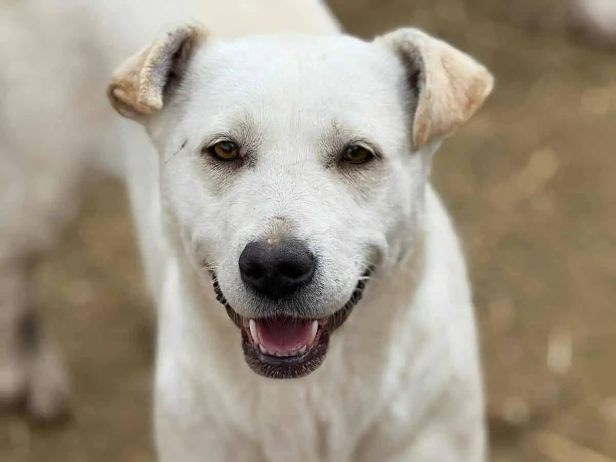 Adotta un cane, femmina, 2 anni e 3 mesi, Firenze