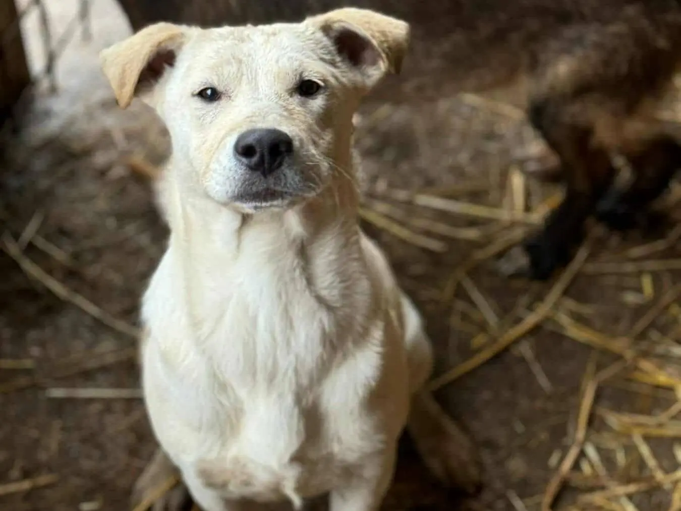 Vuoi adottare un cane a Firenze?