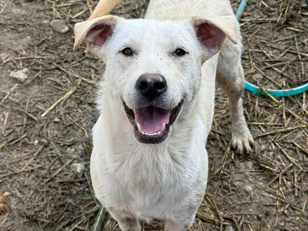 Adozione cane, femmina, Razza sconosciuta Razza sconosciuta, 2 anni e 3 mesi, taglia media contenuta, Firenze