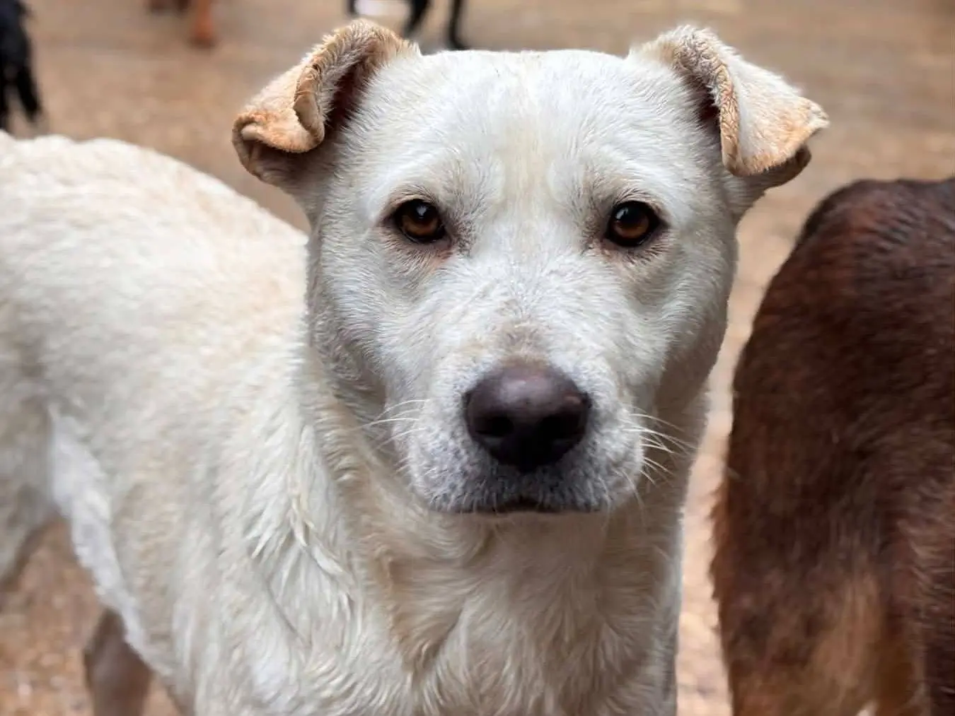 Adotta un cane, taglia media contenuta, femmina, Firenze