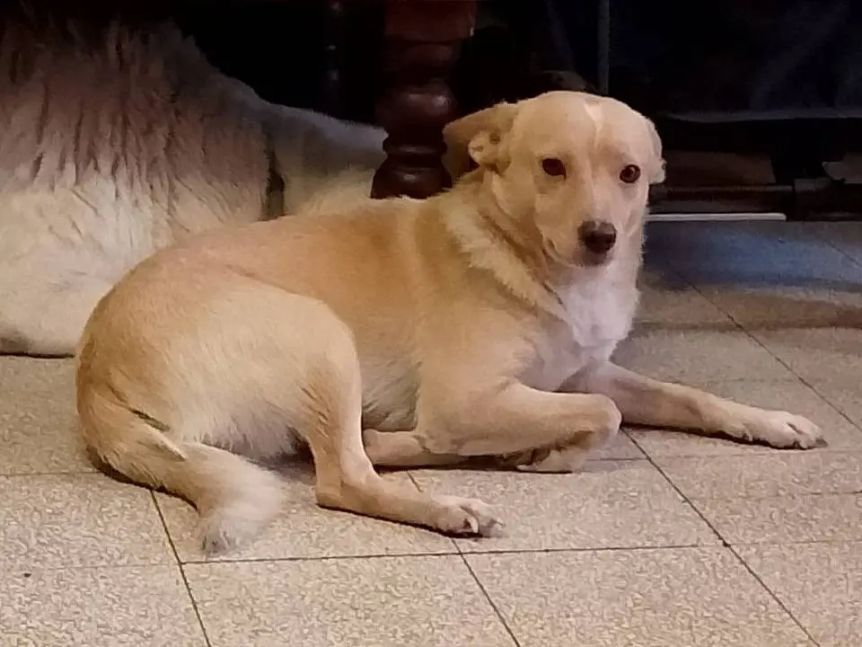 Adozione cane, maschio, Razza sconosciuta Razza sconosciuta, 2 anni e 9 mesi, taglia piccola, Forl