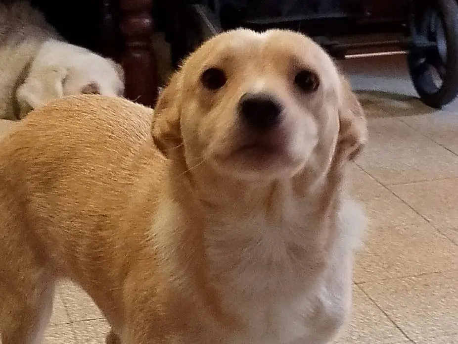Adotta un cane, maschio, 2 anni e 9 mesi, Forl