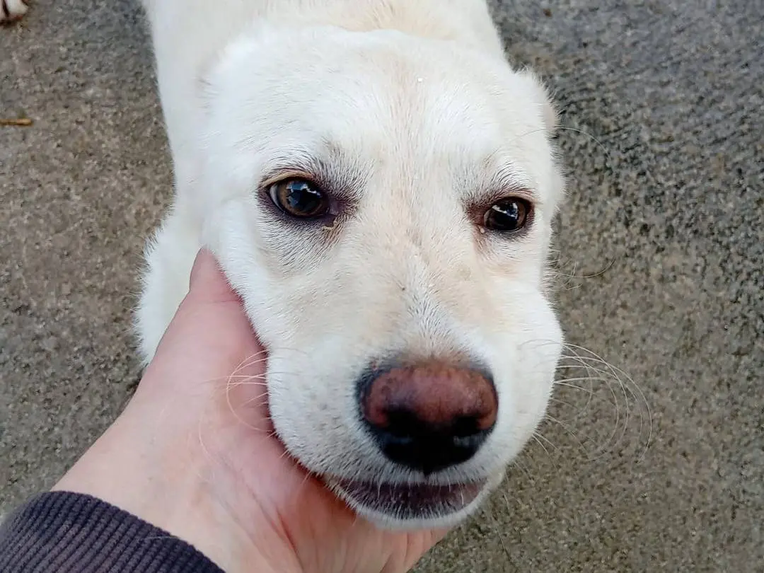 Adotta un cane, femmina, 1 anno, Frosinone