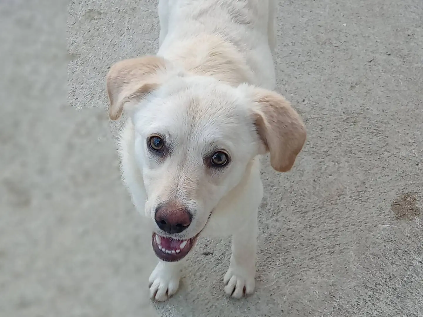 Adotta un cane, taglia media, femmina, Frosinone