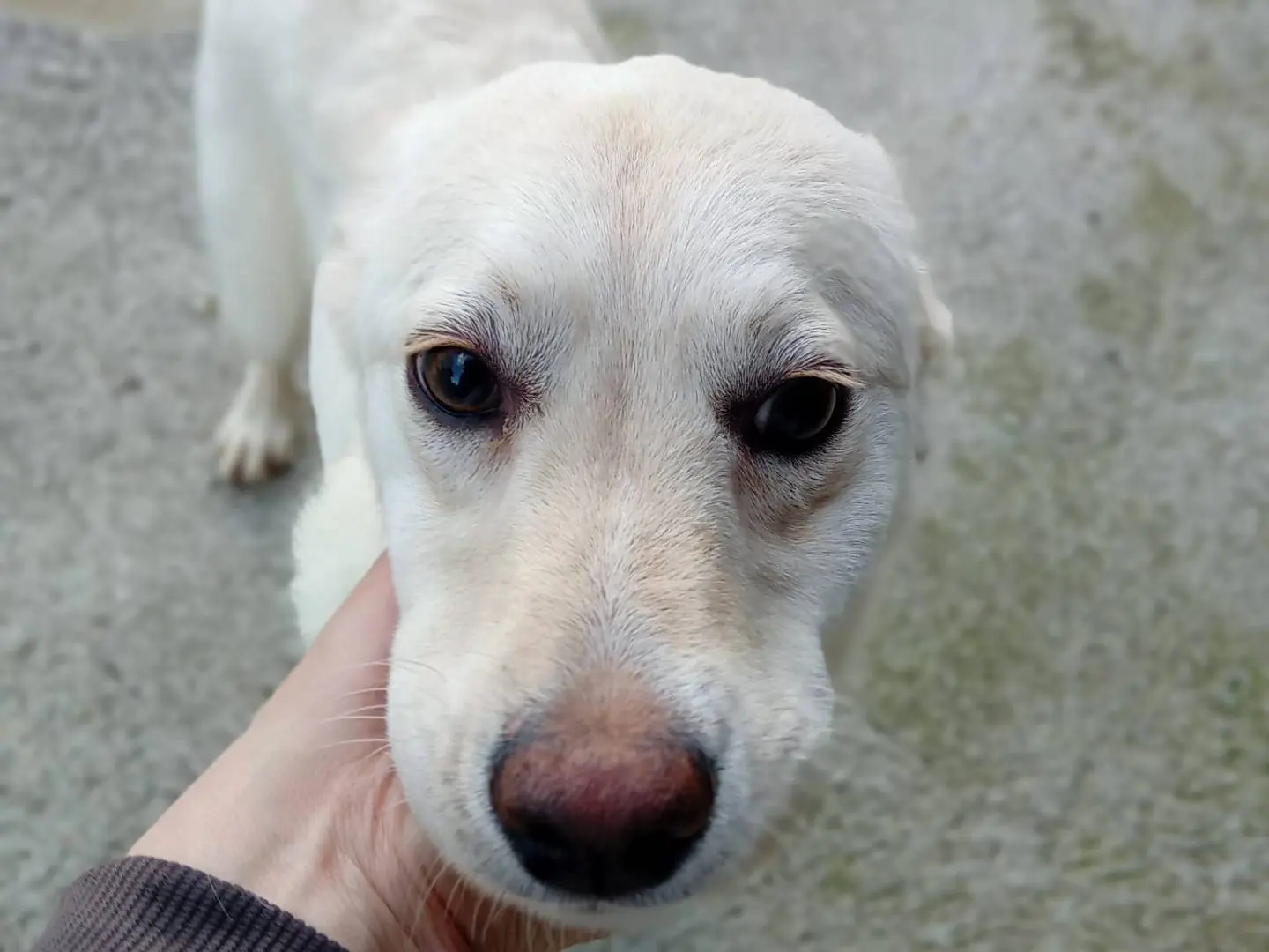 Adozione cane, femmina, Labrador Retriever Razza sconosciuta, 1 anno, taglia media, Frosinone