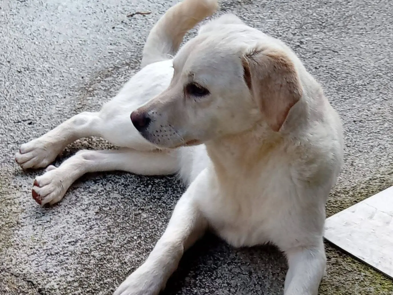 Vuoi adottare un cane a Frosinone?