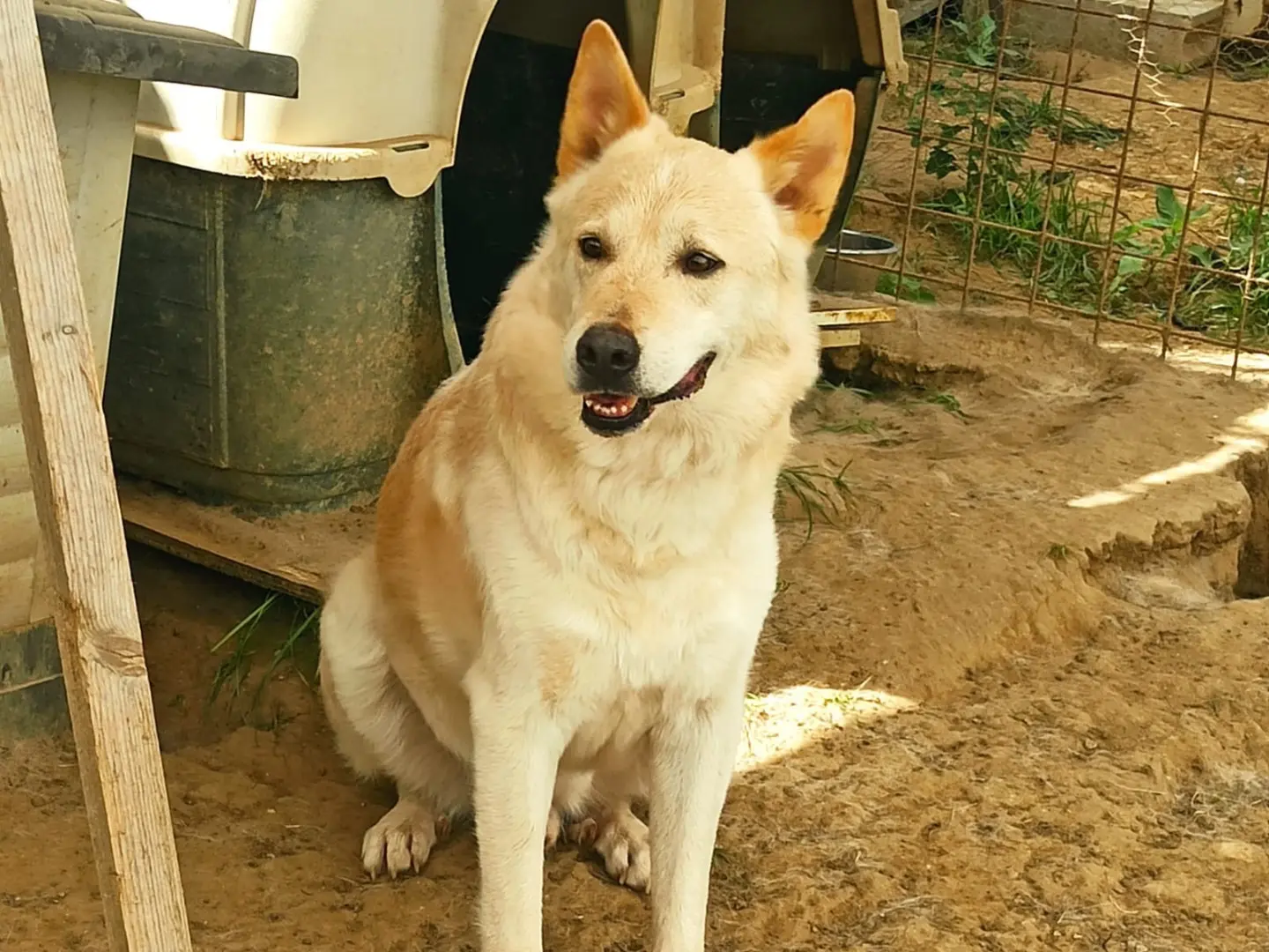 Adotta un cane, taglia grande, maschio, Roma