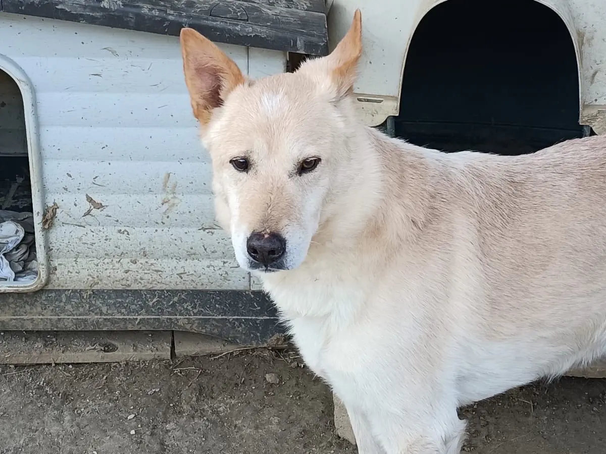 Adotta un cane, maschio, 10 anni e 8 mesi, Roma
