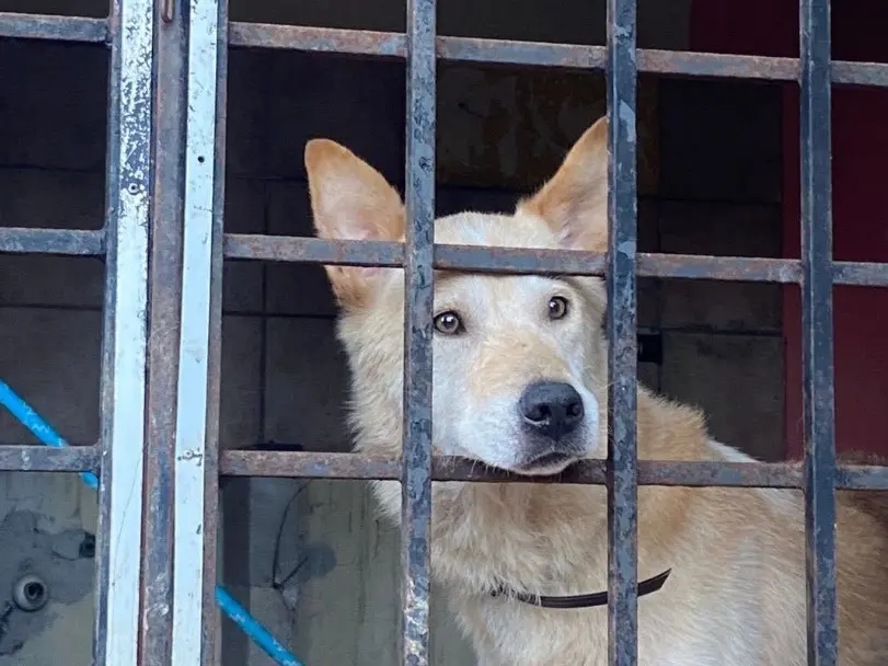Adozione cane, maschio, Razza sconosciuta Razza sconosciuta, 10 anni e 8 mesi, taglia grande, Roma