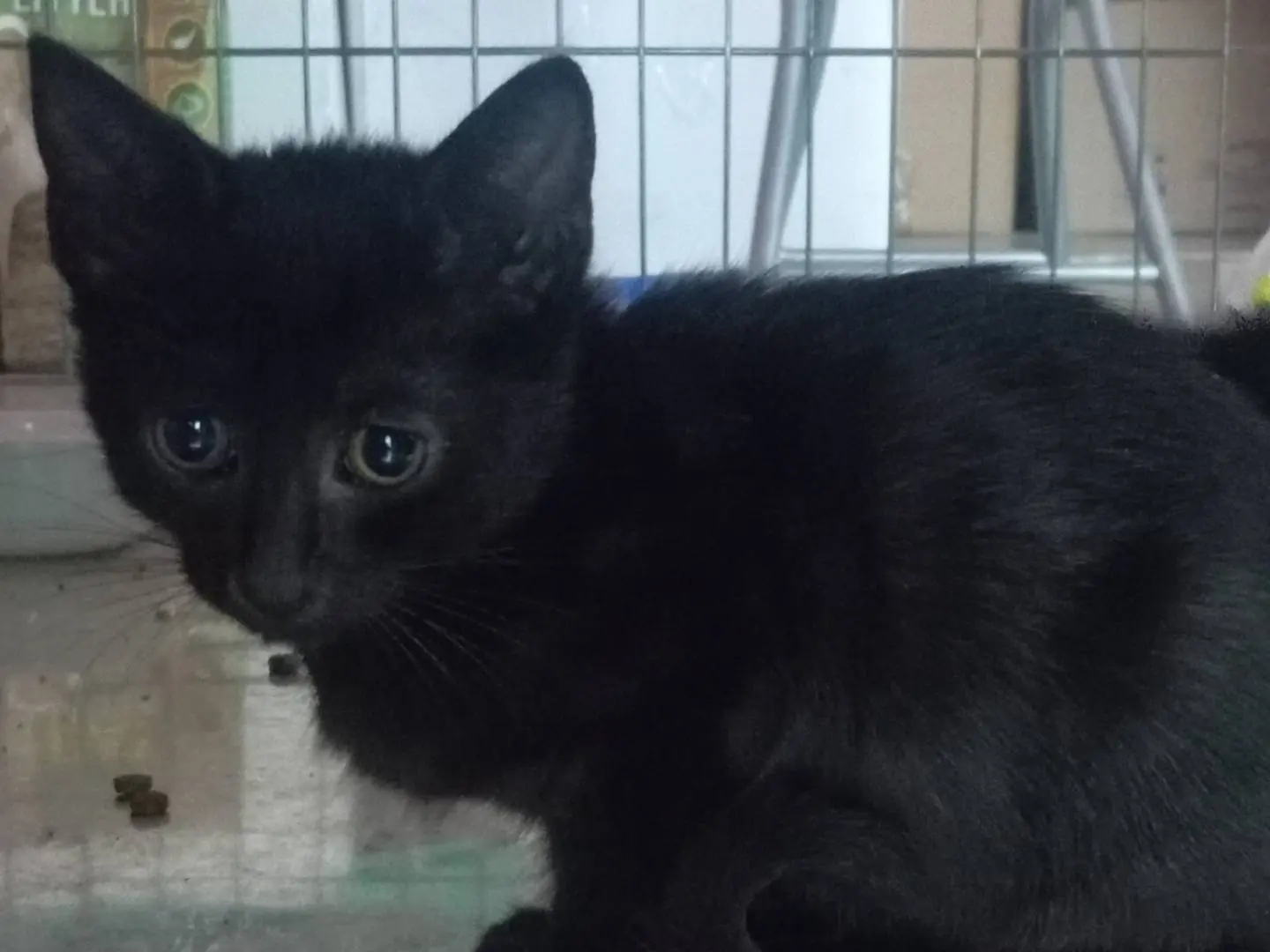 Adozione gatto, maschio, Razza sconosciuta Razza sconosciuta, 2 mesi, taglia non valida, Viterbo