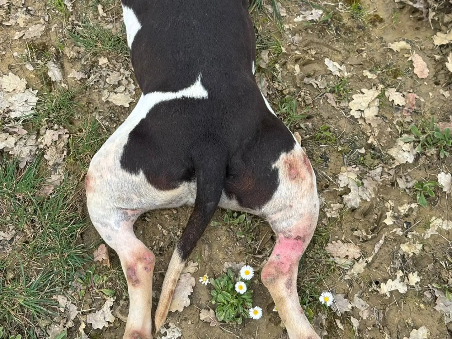 Foto 2 dell'animale