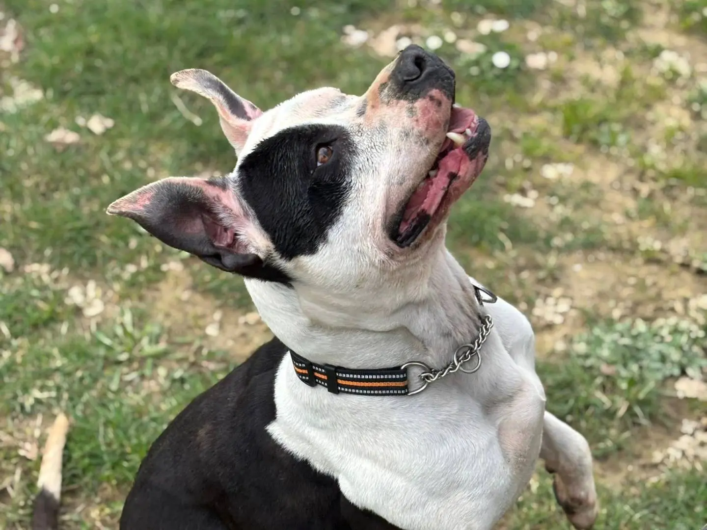 Vuoi adottare un cane a Pisa?