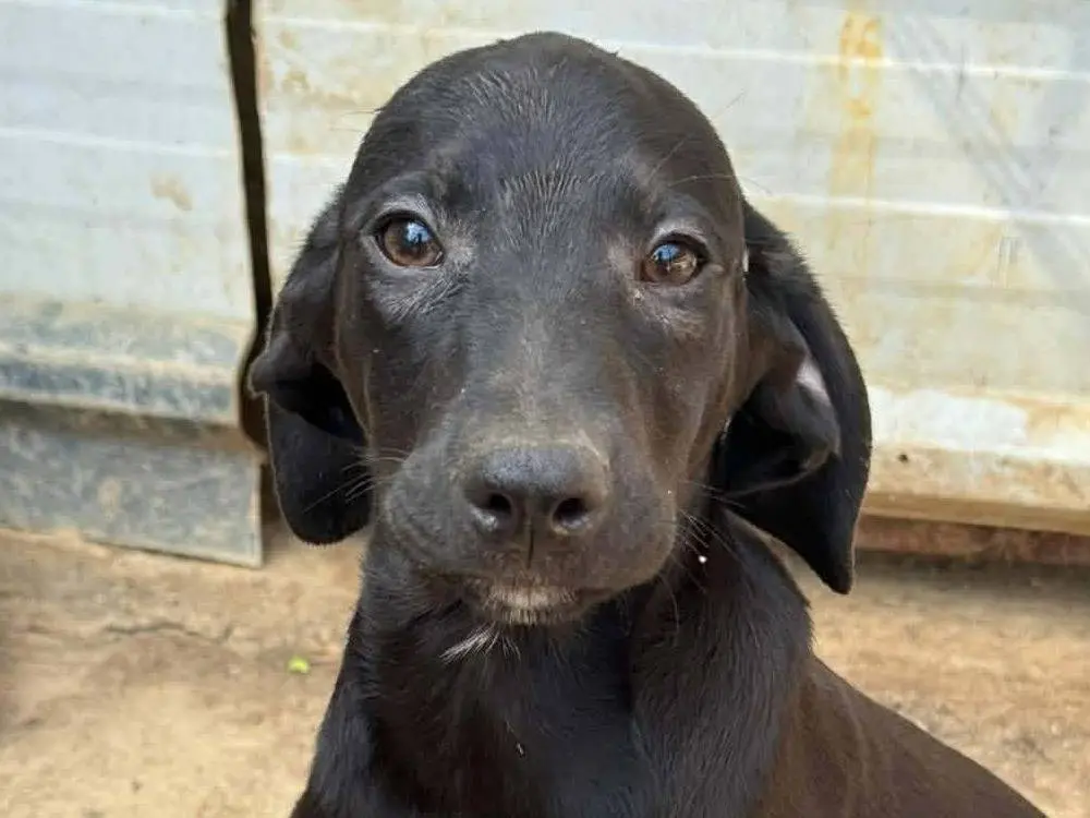 Adotta un cane, maschio, 6 mesi, Firenze