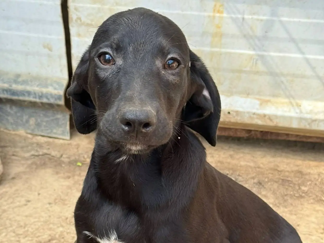 Adozione cane, maschio, Razza sconosciuta Razza sconosciuta, 6 mesi, taglia media contenuta, Firenze