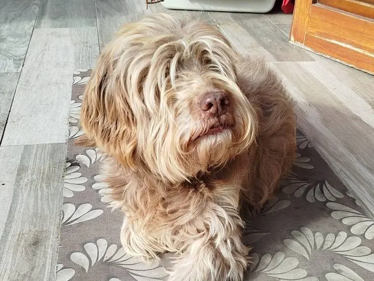 Adotta un cane, maschio, 12 anni e 8 mesi, Latina