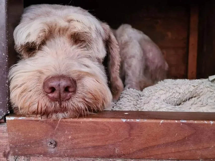 Adozione cane, maschio, Lagotto Razza sconosciuta, 12 anni e 8 mesi, taglia media contenuta, Latina