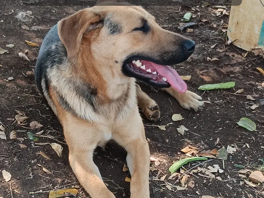 Adotta un cane, maschio, 2 anni e 5 mesi, Latina