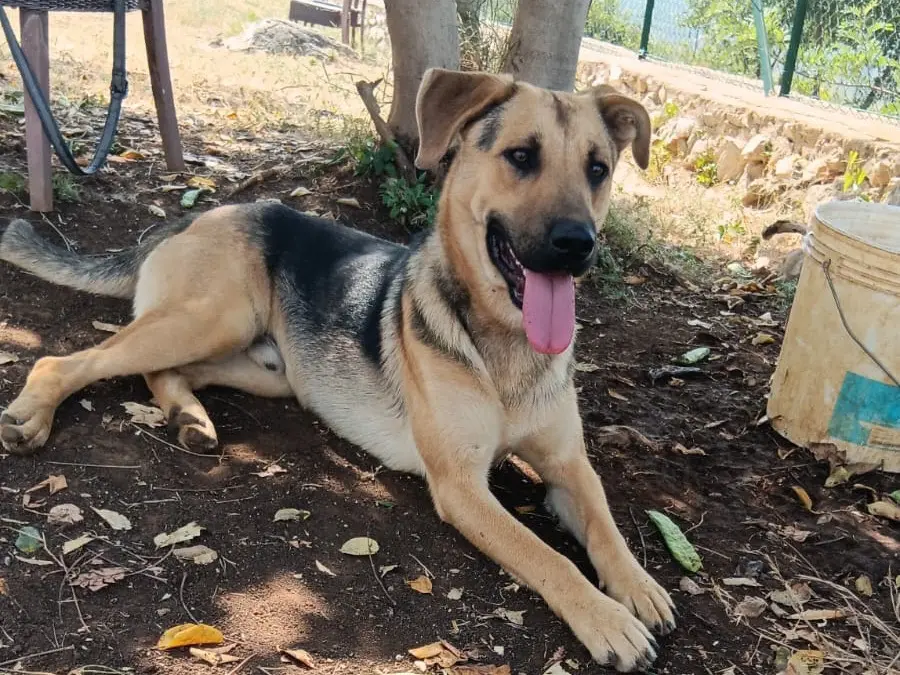 Adozione cane, maschio, Razza sconosciuta Razza sconosciuta, 2 anni e 5 mesi, taglia media, Latina