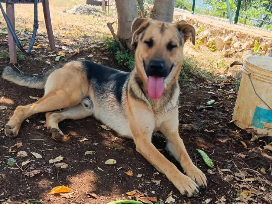 Adotta un cane, taglia media, maschio, Latina