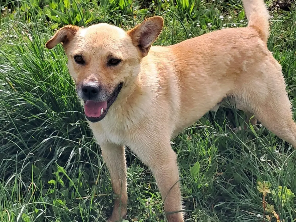 Adotta un cane, maschio, 2 anni e 9 mesi, Avellino