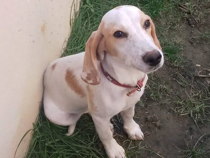 Adotta un cane, taglia media contenuta, maschio, Roma