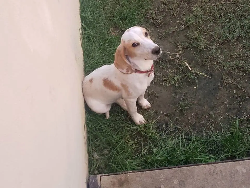 Vuoi adottare un cane a Roma?