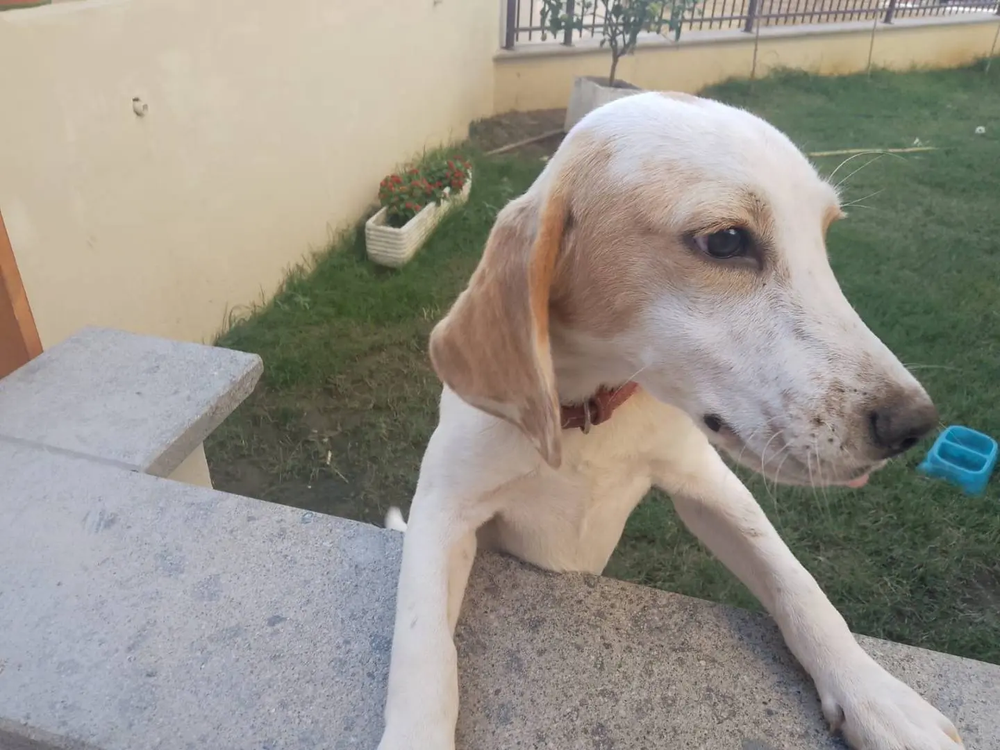 Adozione cane, maschio, Razza sconosciuta Razza sconosciuta, 6 mesi, taglia media contenuta, Roma